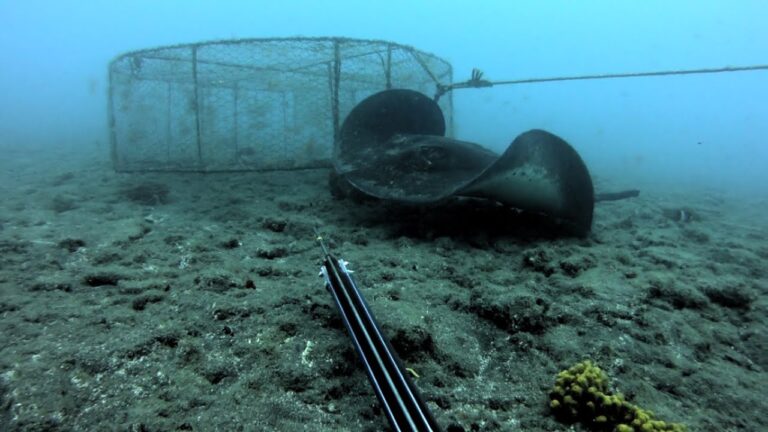 Pesca submarina y sostenible: en Lanzarote hay tres zonas permitidas y  reclaman más